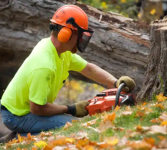 tree services Washington Mills